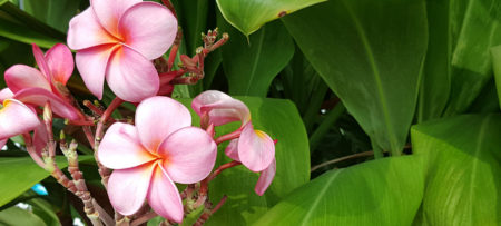 Kūʻai ʻo Comfort Rose Bra - Kumukuai ʻoi loa ma ka pūnaewele 2022